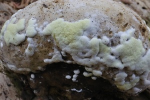  ( - HAY-F-004700)  @11 [ ] by-nc (2023) Taye Bright Fungal Diversity Survey
