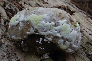  ( - HAY-F-004700)  @11 [ ] by-nc (2023) Taye Bright Fungal Diversity Survey