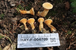  (Hygrophoropsis aurantiaca - HAY-F-004709)  @11 [ ] by-nc (2023) Taye Bright Fungal Diversity Survey