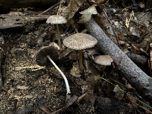  ( - HAY-F-005741)  @11 [ ] c (2023) Rudy Diaz Fungal Diversity Survey