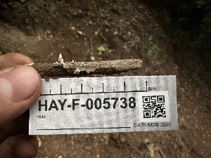  ( - HAY-F-005738)  @11 [ ] c (2023) Rudy Diaz Fungal Diversity Survey