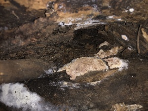  ( - HAY-F-006711)  @11 [ ] by-nc (2023) Dean Lyons Fungal Diversity Survey