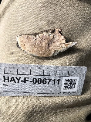  ( - HAY-F-006711)  @11 [ ] by-nc (2023) Dean Lyons Fungal Diversity Survey