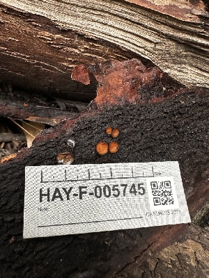  ( - HAY-F-005745)  @11 [ ] c (2023) Rudy Diaz Fungal Diversity Survey