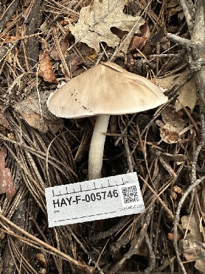  ( - HAY-F-005746)  @11 [ ] c (2023) Rudy Diaz Fungal Diversity Survey