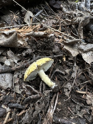  ( - HAY-F-005749)  @11 [ ] c (2023) Rudy Diaz Fungal Diversity Survey