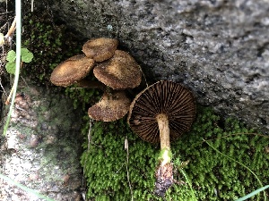  ( - HAY-F-006714)  @11 [ ] by-nc (2023) Dean Lyons Fungal Diversity Survey