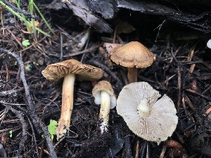  ( - HAY-F-006727)  @11 [ ] by-nc (2023) Dean Lyons Fungal Diversity Survey