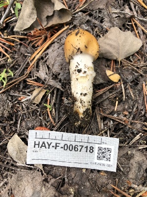  ( - HAY-F-006718)  @11 [ ] by-nc (2023) Dean Lyons Fungal Diversity Survey