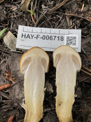 ( - HAY-F-006718)  @11 [ ] by-nc (2023) Dean Lyons Fungal Diversity Survey