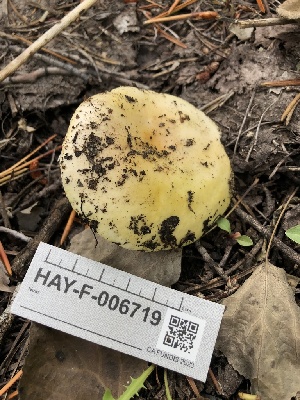  (Russula sp. aurantioflammans-CA01 - HAY-F-006719)  @11 [ ] by-nc (2023) Dean Lyons Fungal Diversity Survey