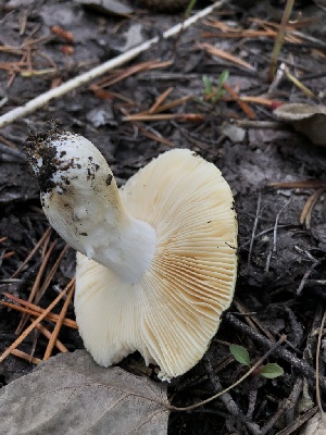  ( - HAY-F-006719)  @11 [ ] by-nc (2023) Dean Lyons Fungal Diversity Survey