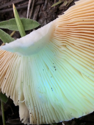  ( - HAY-F-006719)  @11 [ ] by-nc (2023) Dean Lyons Fungal Diversity Survey