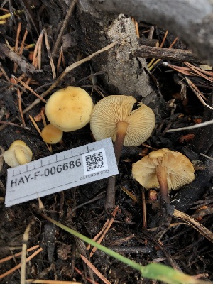  ( - HAY-F-006686)  @11 [ ] by-nc (2023) Dean Lyons Fungal Diversity Survey