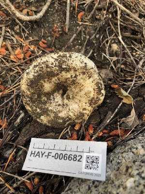  ( - HAY-F-006682)  @11 [ ] by-nc (2023) Dean Lyons Fungal Diversity Survey