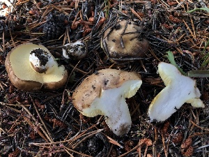  ( - HAY-F-006680)  @11 [ ] by-nc (2023) Dean Lyons Fungal Diversity Survey