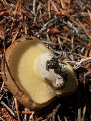  ( - HAY-F-006680)  @11 [ ] by-nc (2023) Dean Lyons Fungal Diversity Survey
