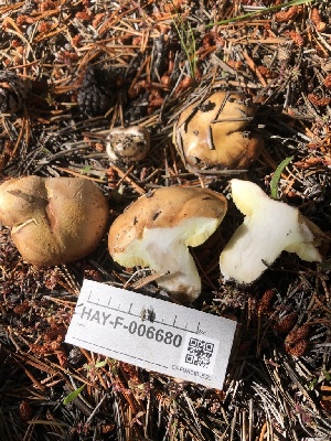  ( - HAY-F-006680)  @11 [ ] by-nc (2023) Dean Lyons Fungal Diversity Survey