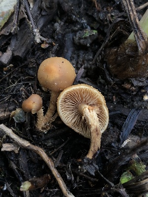  ( - HAY-F-006667)  @11 [ ] by-nc (2023) Dean Lyons Fungal Diversity Survey