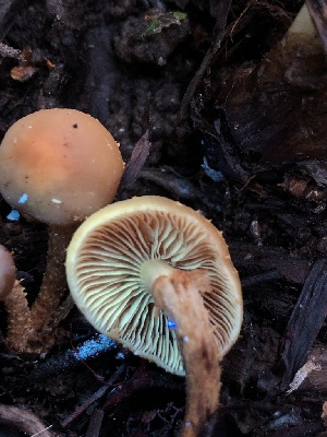  ( - HAY-F-006667)  @11 [ ] by-nc (2023) Dean Lyons Fungal Diversity Survey