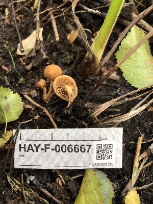  ( - HAY-F-006667)  @11 [ ] by-nc (2023) Dean Lyons Fungal Diversity Survey