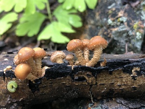  ( - HAY-F-006669)  @11 [ ] by-nc (2023) Dean Lyons Fungal Diversity Survey