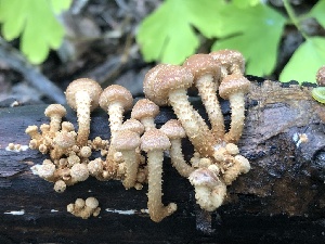  ( - HAY-F-006669)  @11 [ ] by-nc (2023) Dean Lyons Fungal Diversity Survey