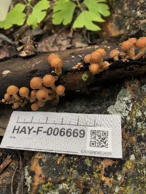 ( - HAY-F-006669)  @11 [ ] by-nc (2023) Dean Lyons Fungal Diversity Survey