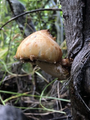  (Pholiota sp. aurivella-CA01 - HAY-F-006674)  @11 [ ] by-nc (2023) Dean Lyons Fungal Diversity Survey