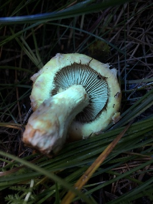  ( - HAY-F-006674)  @11 [ ] by-nc (2023) Dean Lyons Fungal Diversity Survey