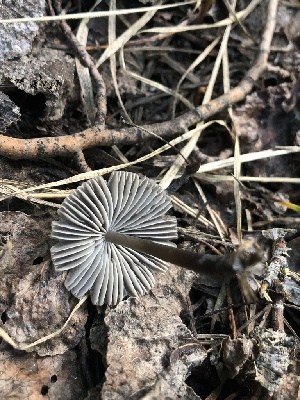  ( - HAY-F-006673)  @11 [ ] by-nc (2023) Dean Lyons Fungal Diversity Survey