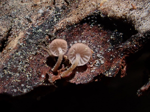  ( - HAY-F-003897)  @11 [ ] by-nc (2023) Grace Stark Fungal Diversity Survey