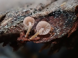  ( - HAY-F-003897)  @11 [ ] by-nc (2023) Grace Stark Fungal Diversity Survey