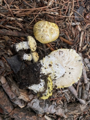  ( - HAY-F-003834)  @11 [ ] by-nc (2023) Grace Stark Fungal Diversity Survey