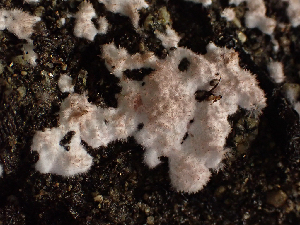  ( - HAY-F-003838)  @11 [ ] by-nc (2023) Grace Stark Fungal Diversity Survey