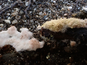  ( - HAY-F-003838)  @11 [ ] by-nc (2023) Grace Stark Fungal Diversity Survey