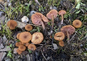  ( - HAY-F-003849)  @11 [ ] by-nc (2023) Grace Stark Fungal Diversity Survey