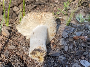  ( - HAY-F-003847)  @11 [ ] by-nc (2023) Grace Stark Fungal Diversity Survey