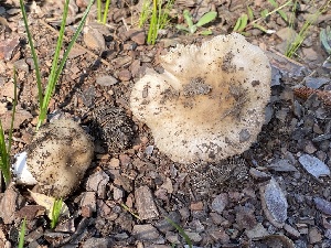  ( - HAY-F-003847)  @11 [ ] by-nc (2023) Grace Stark Fungal Diversity Survey