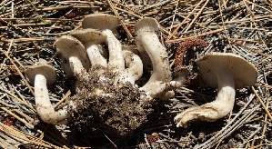 ( - HAY-F-003933)  @11 [ ] by-nc (2023) Grace Stark Fungal Diversity Survey