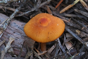  ( - HAY-F-000939)  @11 [ ] by-nc (2023) Warren Cardimona Fungal Diversity Survey