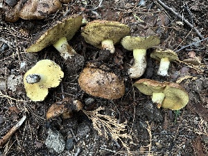  ( - HAY-F-005740)  @11 [ ] c (2023) Rudy Diaz Fungal Diversity Survey