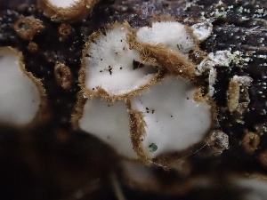  (Brunnipila sp. CA02 - HAY-F-006717)  @11 [ ] by-nc (2023) Dean Lyons Fungal Diversity Survey