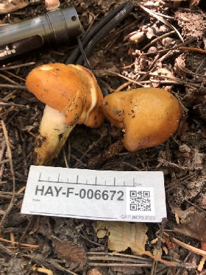 ( - HAY-F-006672)  @11 [ ] by-nc (2023) Dean Lyons Fungal Diversity Survey