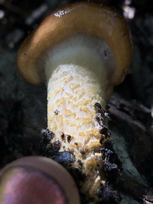  ( - HAY-F-006672)  @11 [ ] by-nc (2023) Dean Lyons Fungal Diversity Survey