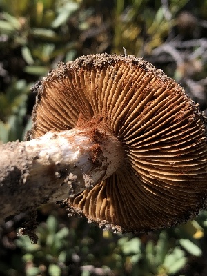  ( - HAY-F-006602)  @11 [ ] by-nc (2023) Dean Lyons Fungal Diversity Survey