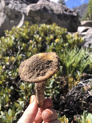  ( - HAY-F-006602)  @11 [ ] by-nc (2023) Dean Lyons Fungal Diversity Survey