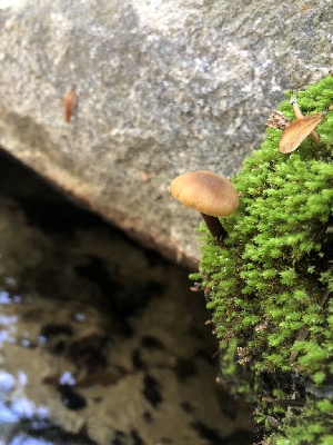  ( - HAY-F-006662)  @11 [ ] by-nc (2023) Dean Lyons Fungal Diversity Survey