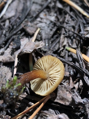 ( - HAY-F-006662)  @11 [ ] by-nc (2023) Dean Lyons Fungal Diversity Survey