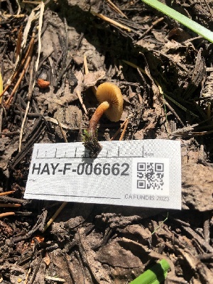  ( - HAY-F-006662)  @11 [ ] by-nc (2023) Dean Lyons Fungal Diversity Survey